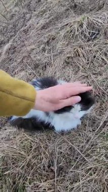 Otların arasında küçük beyaz bir tavşan