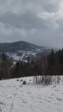 Ormanda karla kaplı ağaçlar