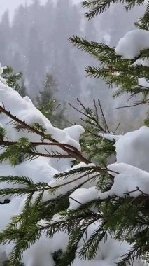 Ormanda karla kaplı ağaçlar