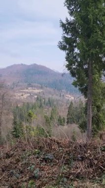 Ormanın güzel manzarası