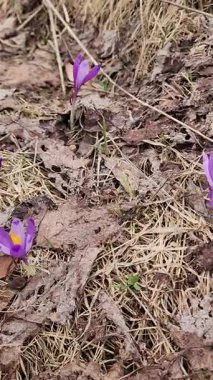 bahar çiçeği yere düştü.