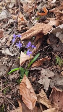 Bahçedeki güzel çiçekler