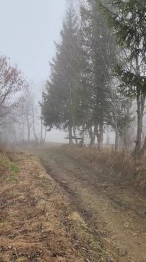 Sisli bir sonbahar gününde ağaçlarla kaplı güzel bir orman manzarası.