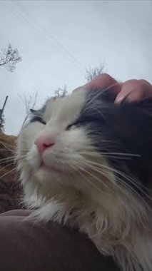 close up portrait of cat