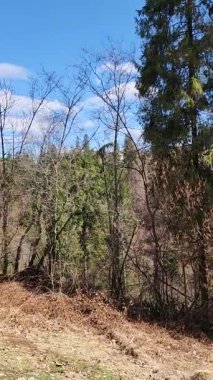 Ormandaki ağaçlar, bitki örtüsü ve doğa