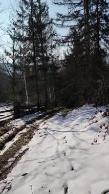 Dağlarda kış ormanı