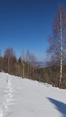 Karla kaplı dağ manzaralı kış ormanı
