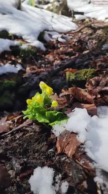 Ormanda sarı çiçek ve yeşil yapraklar