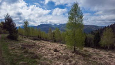 Güzel sonbahar manzarası, ağaçlar ve orman
