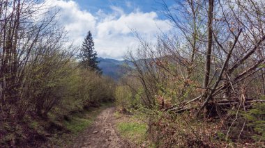 Ormanda yeşil çimenler ve dağlarla yürüyüş yolu, bahar mevsiminde, Slovakya