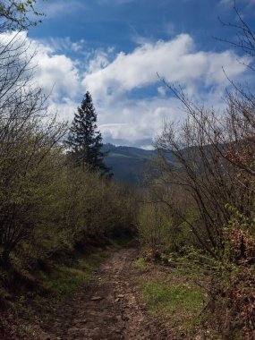 Ormanda dağları olan güzel bir manzara.