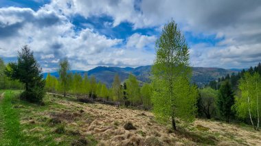 Dağlardaki ormandaki ağaçlarla kaplı yeşil çimlerin güzel manzarası.
