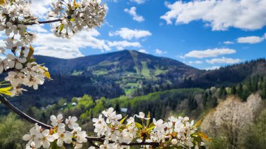 Bahçede bahar çiçekleri