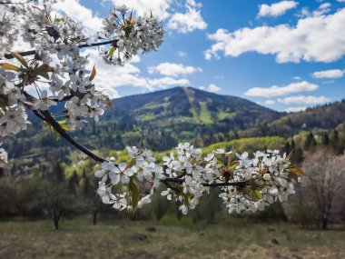 Çiçek açan kiraz ağacı, bahar zamanı, tepede güzel çiçekler, mavi gökyüzü, beyaz bulutlar, arka plan, bahar manzarası.