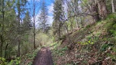 Güneşli bir günde güzel bir orman