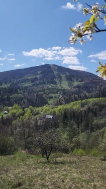 Bahçede güzel bahar çiçekleri