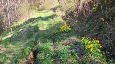 Nisan 'da ilkbahar. Güneşli bir günde yeşil çimenler.