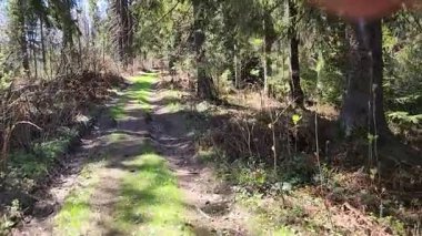 İlkbaharda orman yolu