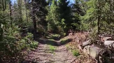 Yol yosun ve ağaçlarla kaplı.