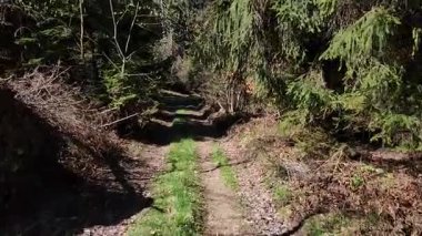 Ormanın güzel manzarası