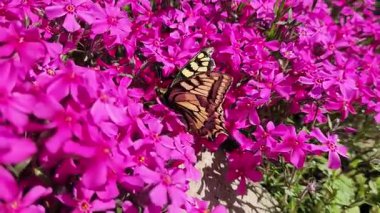 Çiçekteki güzel kelebek