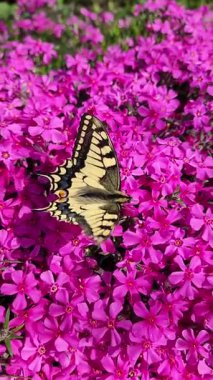 Çiçekteki güzel kelebek