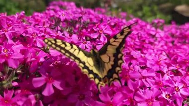 Bahçedeki bitki örtüsünde kelebek.