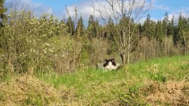 Ormanda genç ve güzel bir köpek.