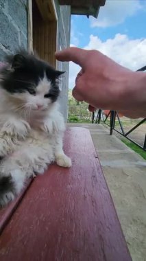 Evde kedi var.
