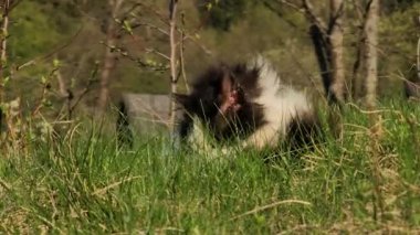 Çimlerin üzerinde sevimli bir kedi