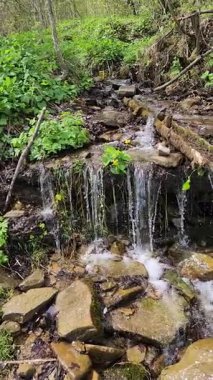 Dağlardaki ormanın güzel manzarası