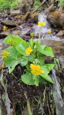 Parktaki güzel şelale