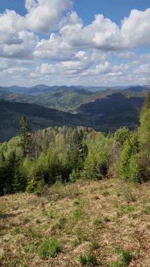 Ormanın güzel manzarası