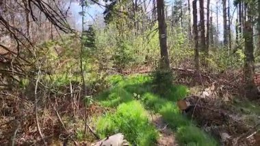 Ağaçlarla dolu güzel bir orman.