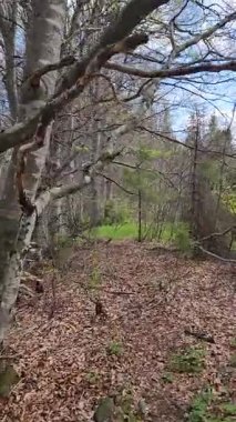 Ormanın güzel manzarası