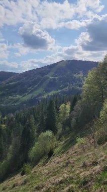 Dağlarda bir ağacı olan güzel bir manzara.