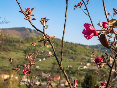 Bahçede açan pembe güller.