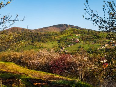 Bahar çiçek açan ağaçlar, yatay