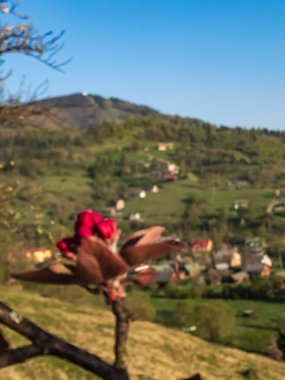 Karpat dağlarında güzel bahar çiçekleri