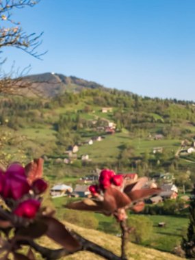 Monmongata 'nın monmonmono köyünde, umbria vilayetinde bahar çiçekleri.,