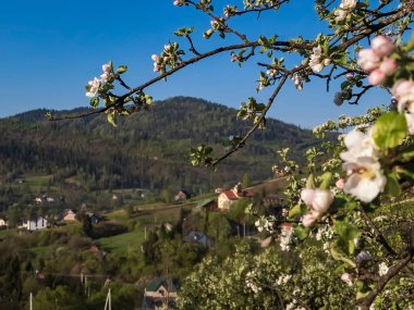 Almanya 'da kiraz çiçeği
