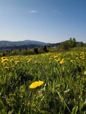 Sarı çiçekler ve mavi gökyüzü