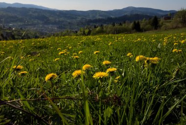 Bahçedeki güzel çiçekler