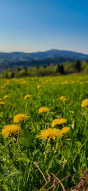 Alan sarı çiçek ve mavi gökyüzü bulutlu