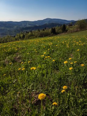 Yeşil çayırda sarı çiçekler.
