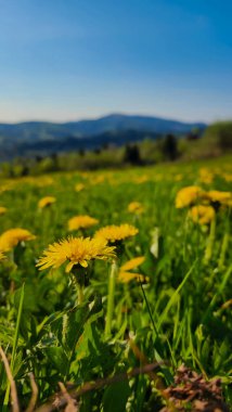 Yazın dağlarda çiçek tarlaları