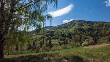 Dağlarda yeşil orman ve ağaçlar