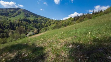 Yazın yeşil çimenli dağ sıraları
