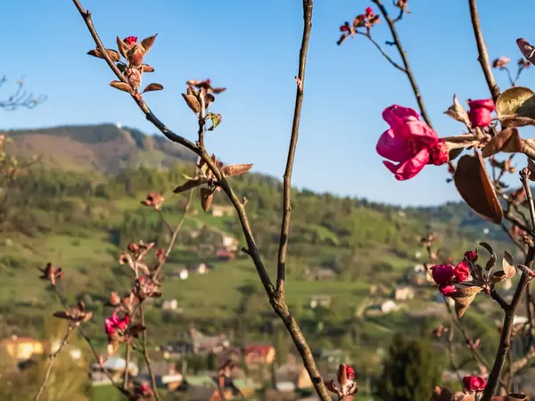 Bahçede açan pembe güller.