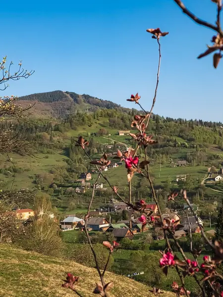 Dağlarda güzel çiçekler